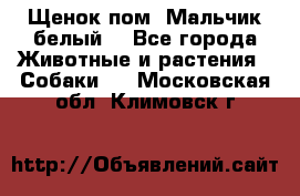 Щенок пом. Мальчик белый  - Все города Животные и растения » Собаки   . Московская обл.,Климовск г.